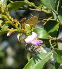 Philenoptera sutherlandii