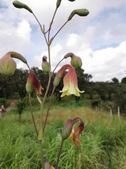 Prochnyanthes mexicana