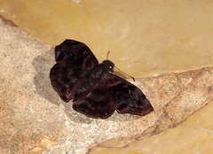 Ebrietas evanidus