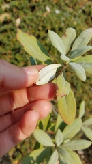 Eriogonum pendulum