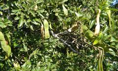 Philenoptera sutherlandii