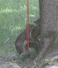 Sciurus carolinensis