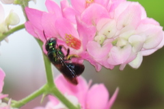 Calloceratina