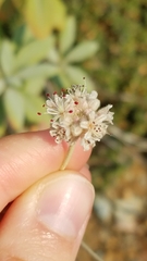 Eriogonum pendulum