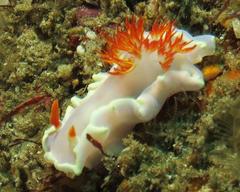 Hexabranchus