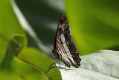 Adelpha iphicleola iphicleola