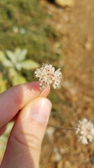 Eriogonum pendulum