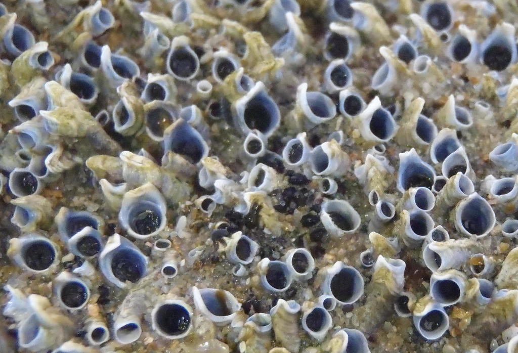 Spirobranchus kraussii