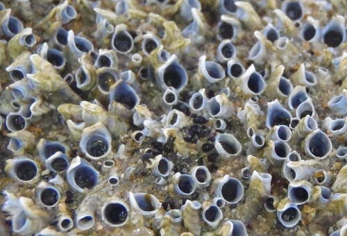 Spirobranchus kraussii (Baird, 1864)