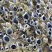 Blue Coral-Worm - Photo (c) Nicola van Berkel, some rights reserved (CC BY-SA), uploaded by Nicola van Berkel