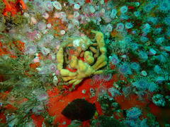 Achaeopsis spinulosa