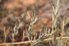 Rafnia diffusa
