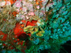 Achaeopsis spinulosa