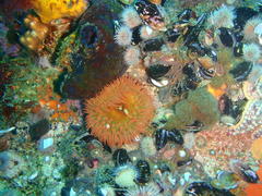 Bunodactis reynaudi