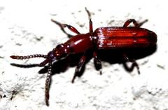 Amorphocephalina
