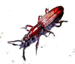Amorphocephalina