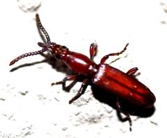 Amorphocephalina