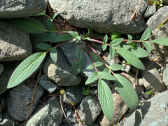 Phacelia leptosepala