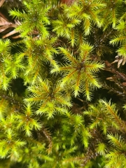 Breutelia azorica