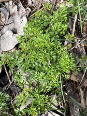 Xanthosia dissecta