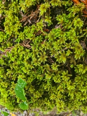 Breutelia azorica