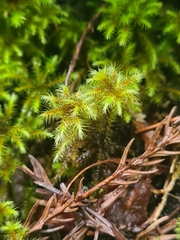 Breutelia azorica