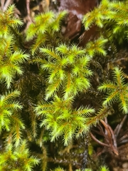 Breutelia azorica