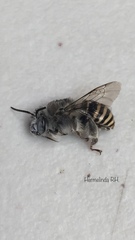 Anthophora marginata