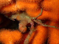 Achaeopsis spinulosa