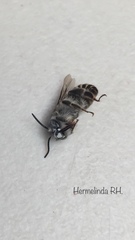 Anthophora marginata