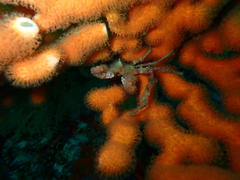 Achaeopsis spinulosa