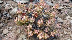 Crassula rupestris rupestris