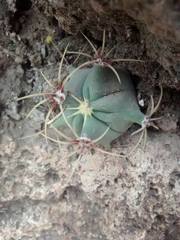 Ferocactus histrix