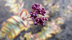 Crassula rupestris rupestris