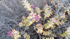 Crassula rupestris rupestris