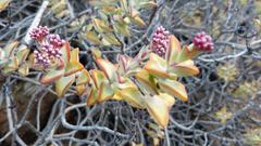 Crassula rupestris rupestris