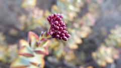 Crassula rupestris rupestris