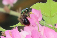 Calloceratina