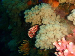 Eunephthya thyrsoidea