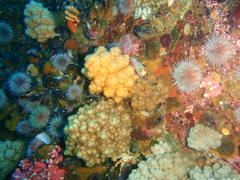 Eunephthya thyrsoidea