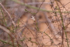 Wahlenbergia asparagoides