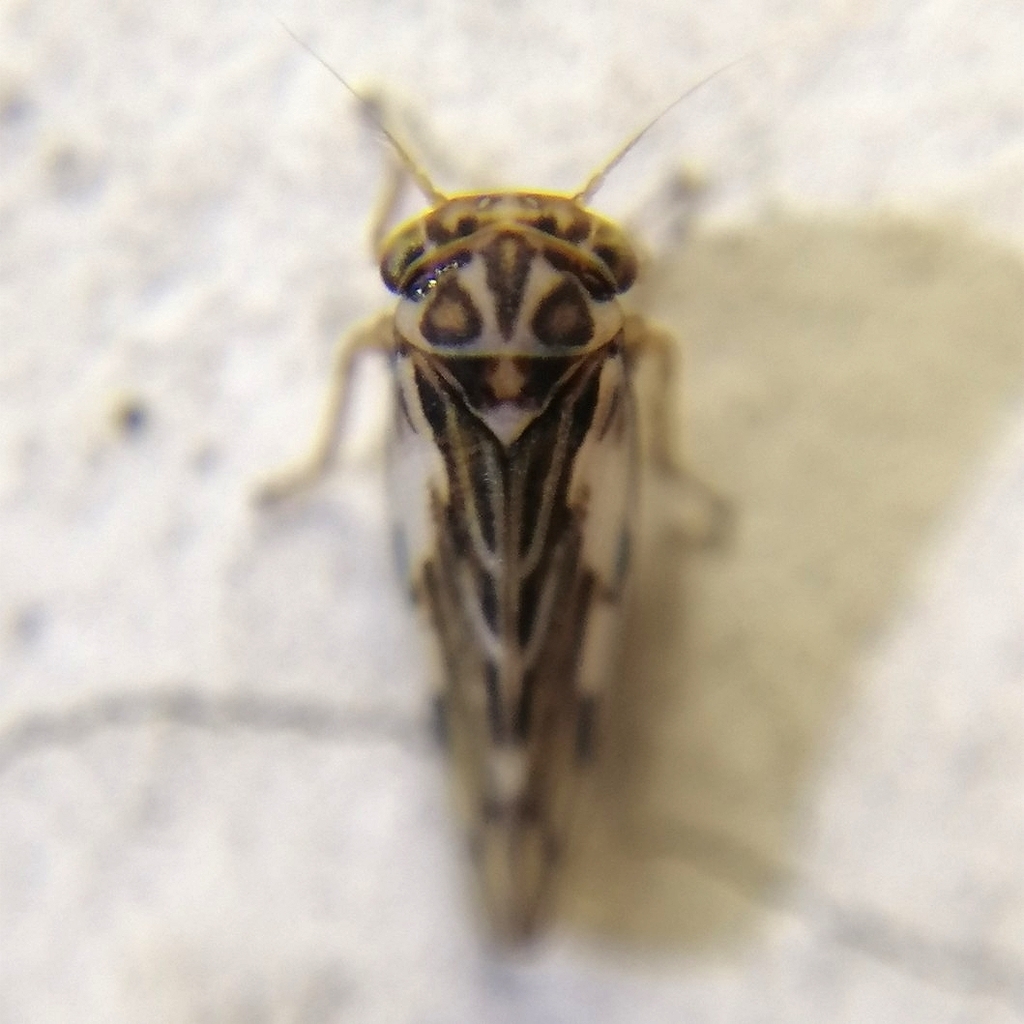 Agalliota