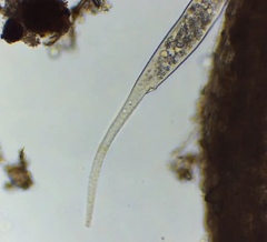 Dileptidae