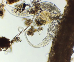 Dileptidae