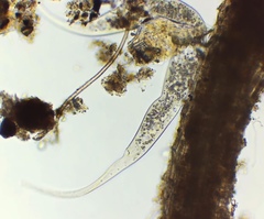 Dileptidae