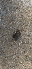 Pogonomyrmex rugosus