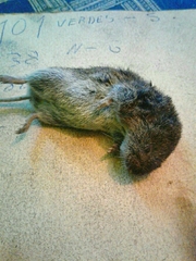 Microtus lusitanicus