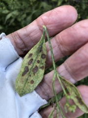 Stylodothis puccinioides