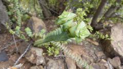 Crassula perforata perforata