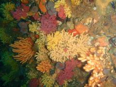 Melithaea rubra